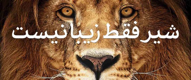 شیر فقط زیبا نیست!